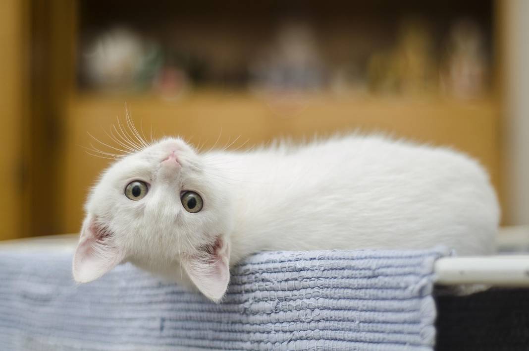 İki Kedi Birbirine Nasıl Alıştırılır? Kavga Etmeden Tanıştırmanın Yolları 1