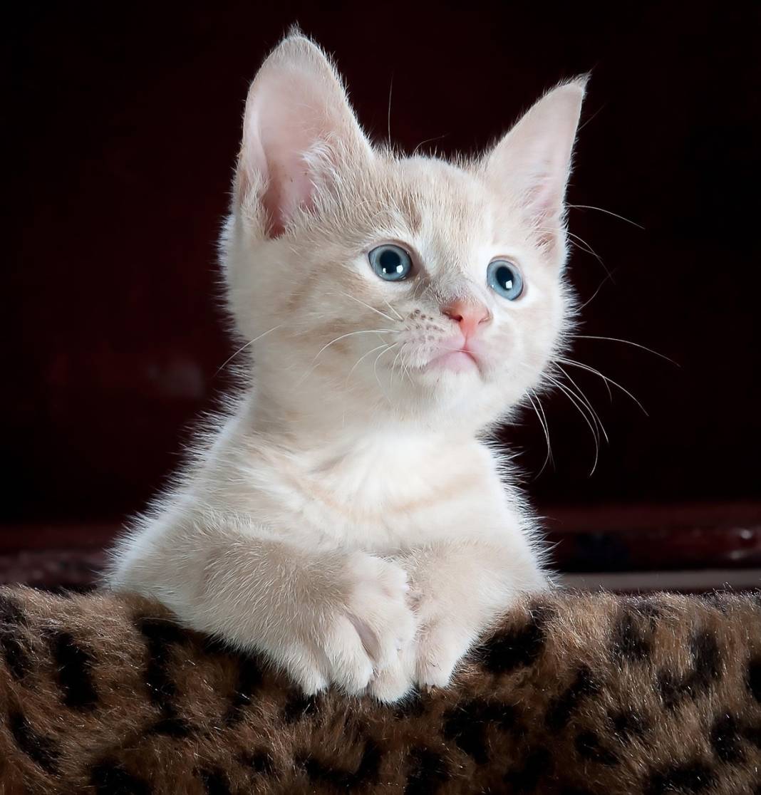 İki Kedi Birbirine Nasıl Alıştırılır? Kavga Etmeden Tanıştırmanın Yolları 2