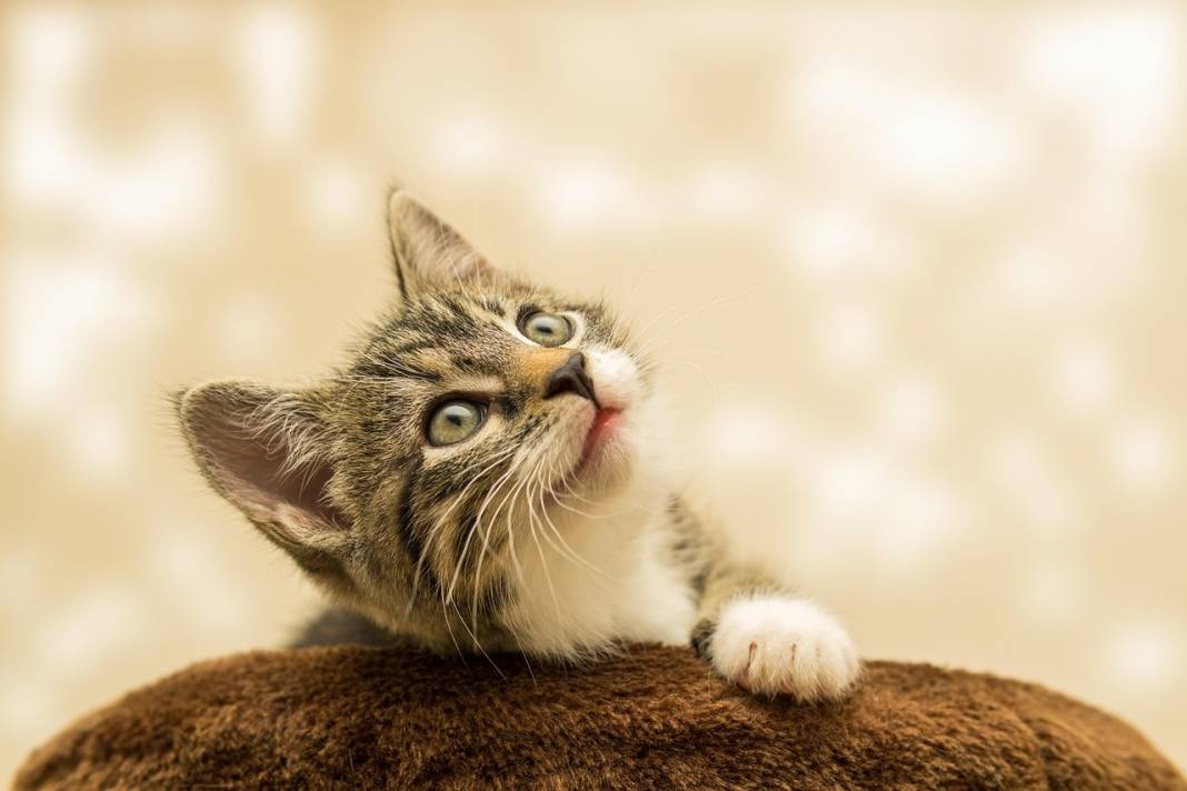 İki Kedi Birbirine Nasıl Alıştırılır? Kavga Etmeden Tanıştırmanın Yolları 3