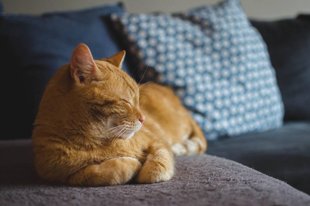 İki Kedi Birbirine Nasıl Alıştırılır? Kavga Etmeden Tanıştırmanın Yolları 4