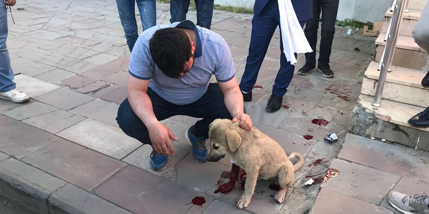 Yaralı köpeğin yardımına Başkan Toksoy ve hayvanseverler yetişti 