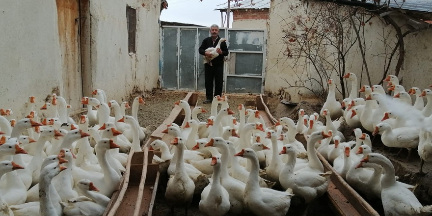 Emekli oldu Kaz yetiştirmeye başladı