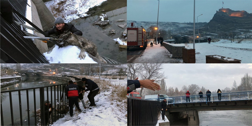 Kars Çayına düşen sokak köpeği kurtarıldı