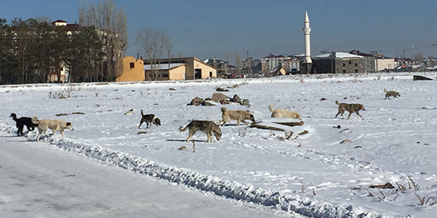 Kars’ta başıboş köpekler korkutuyor!