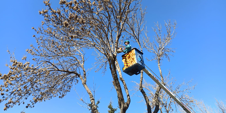 Kars Belediyesi ağaçları budama ve bakım çalışması başlattı