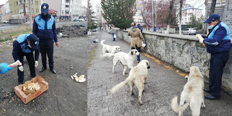 Kars’ta sokak hayvanları ihmal edilmiyor