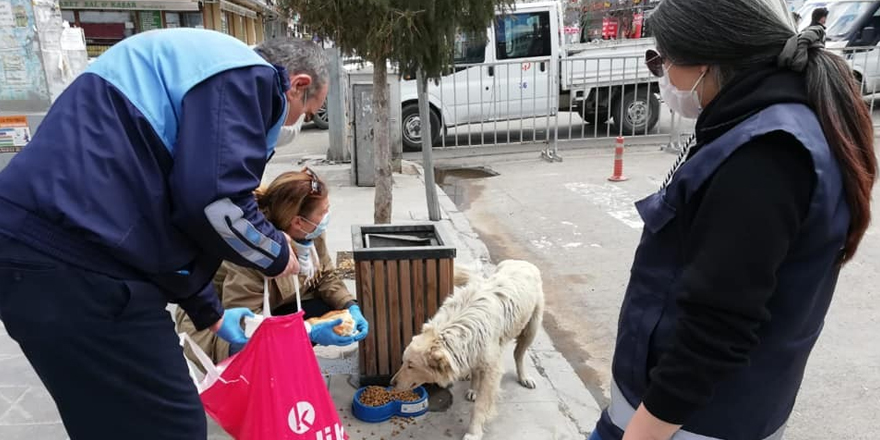 Kars’ta sokak hayvanlarına yiyecek bırakılıyor