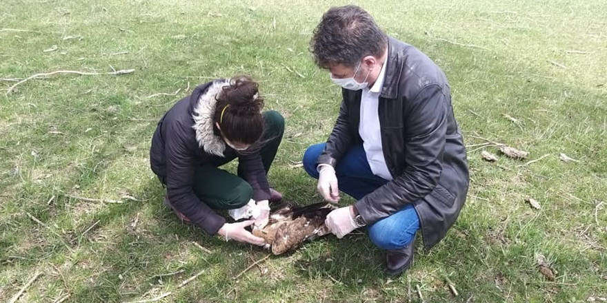 Kars’ta Şahinlerin ölüm nedenleri araştırılıyor