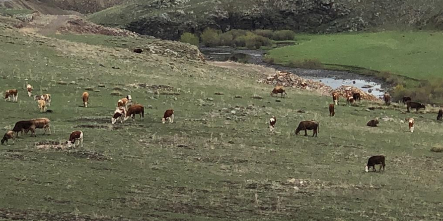 Kars’ta hayvanlar meralara çıktı