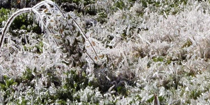 Meteorolojiden “zirai don” uyarısı