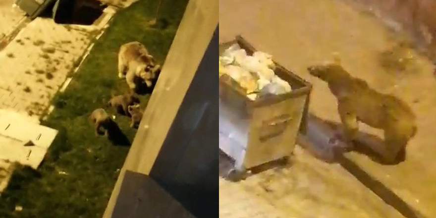 Sarıkamış’ta aç kalan anne ve yavru ayılar ilçe merkezine indi