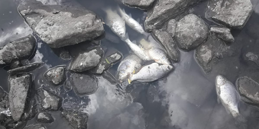 Kars Çayı’nda balık ölümleri yaşanıyor