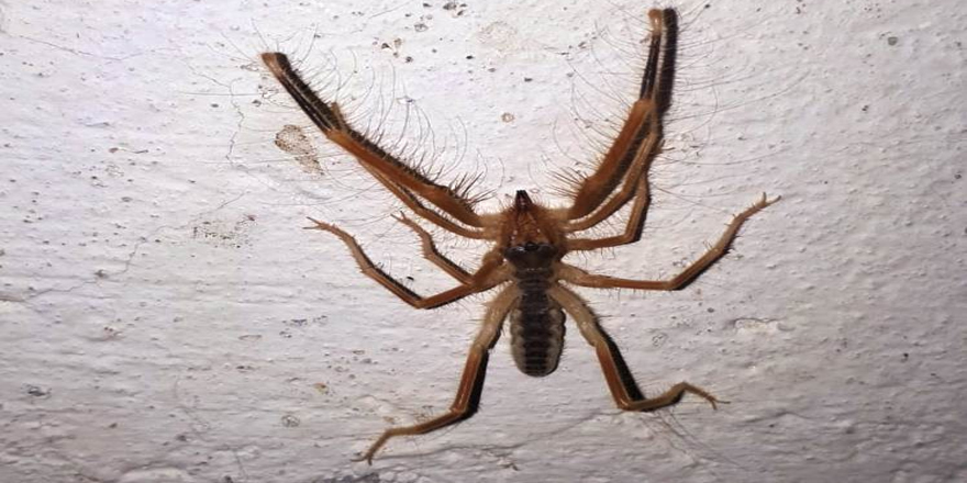 Deve örümceği Aşağıbaşköy’de görüntülendi