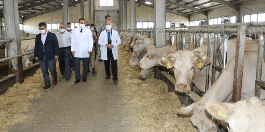 Vali Türker Öksüz, Hayvancılık İşletmesini ziyaret etti