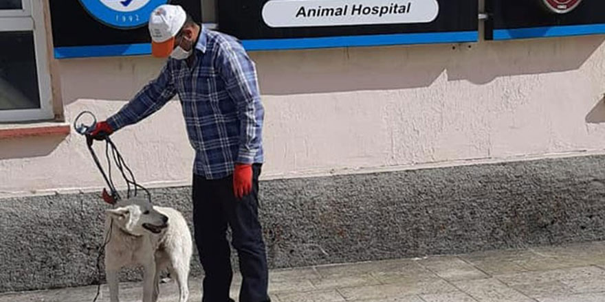 Başkan Altay, yaralı köpeği tedavi ettirdi
