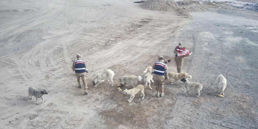 Sarıkamış’ta kısmen boşaltılan köyde sahipsiz köpeklere jandarma sahip çıktı