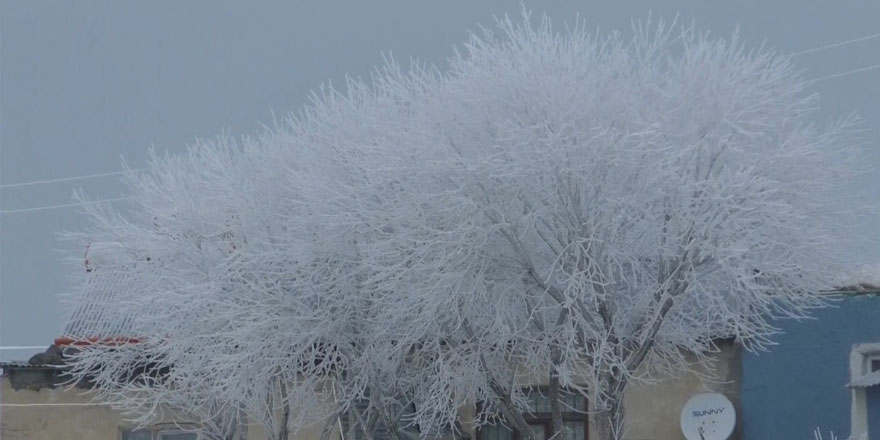 Kars’ta ağaçlar kırağı tuttu