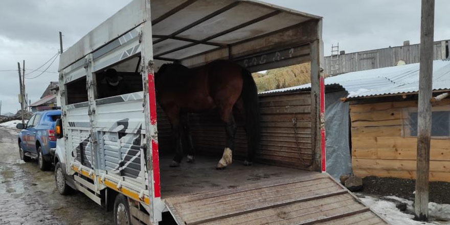 Jandarma 3 ay önce çalınan atları buldu