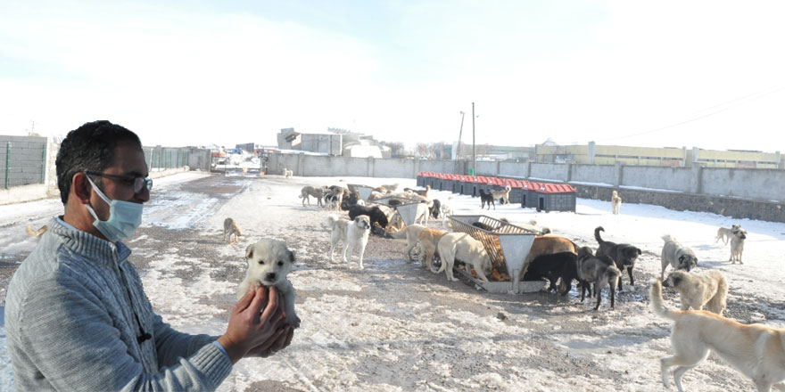 Sokak hayvanlarının imdadına Kars Belediyesi yetişiyor