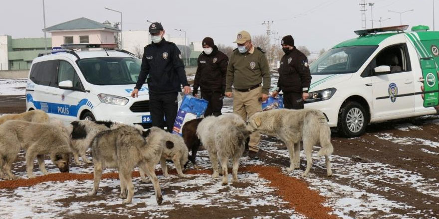 Kars polisi, kısıtlamada sokak hayvanlarını unutmadı