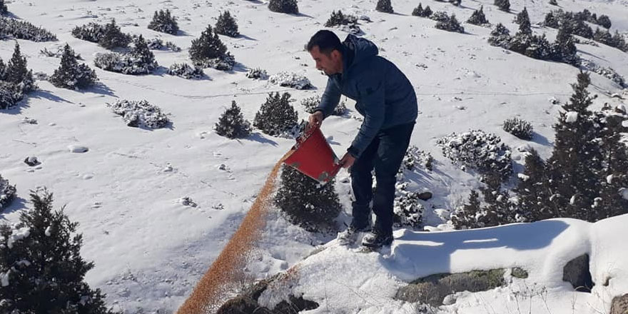Kars’ta yaban hayvanları için doğaya yem bırakıldı