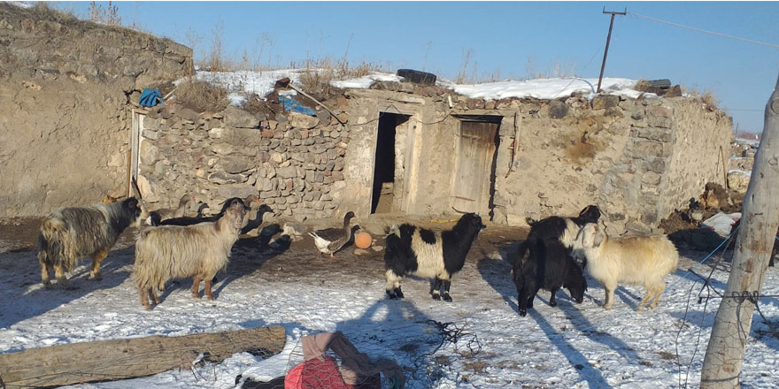 Kars’ta vicdansız hırsızlar 13 keçi çaldı