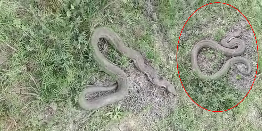 Kars'ta pitonu andıran engerek yılanı görüntülendi