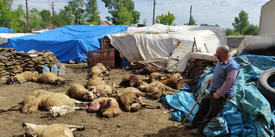 Kars’ta aç kurtlar şehir merkezinde 22 koyunu telef etti