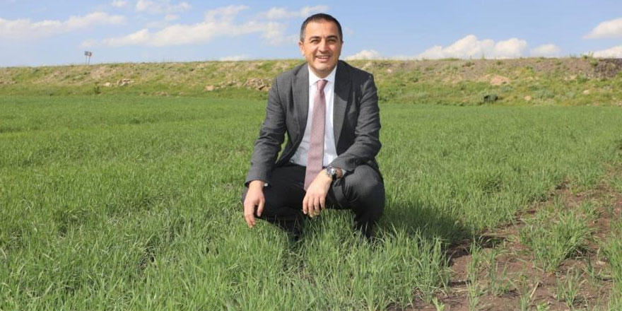 Vali Öksüz, kavılca buğdayı ekilen tarlada incelemede bulundu
