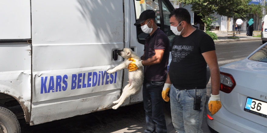 Kars’ta polisin dikkati köpeğin hayatını kurtardı!