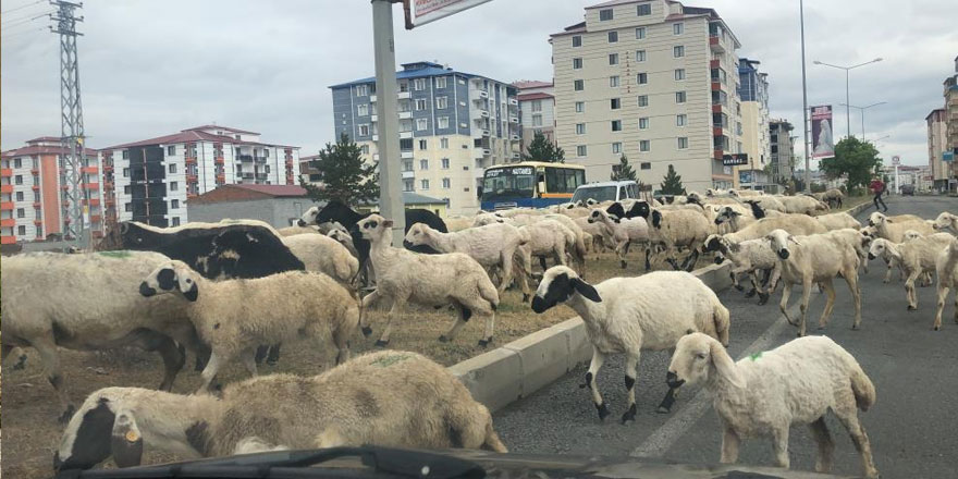 Sürücülerden koyun sürüsüne tepki!