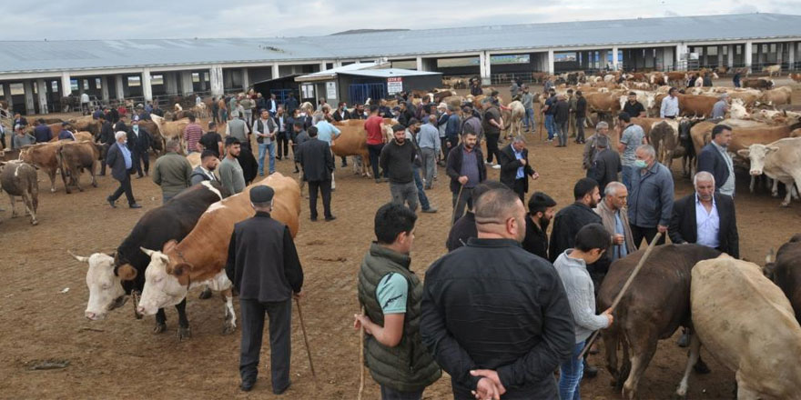 Kars’ta kuraklık kurban satışlarını olumsuz etkiledi