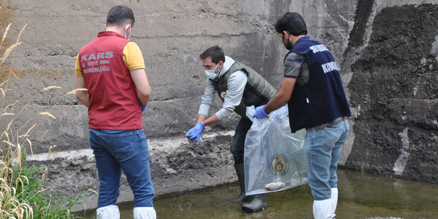 Kars’ta ölü balıklar ve sudan numune alındı