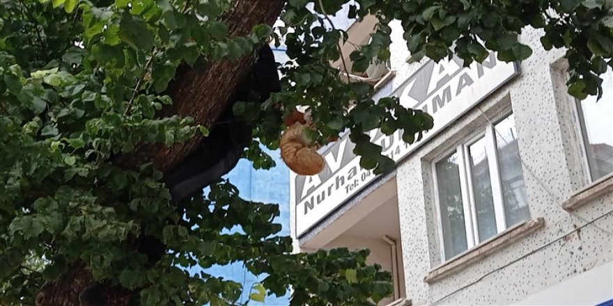 Çıktığı ağaçta kalan kediyi vatandaş kurtardı