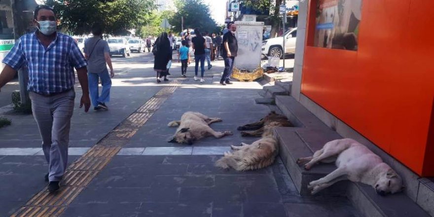 Sokak köpekleri şehir hayatının vazgeçilmez unsurları