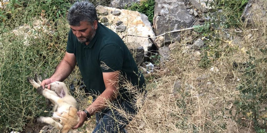 Kars Çayı’nda mahsur kalan yavru köpeği gazeteciler kurtardı