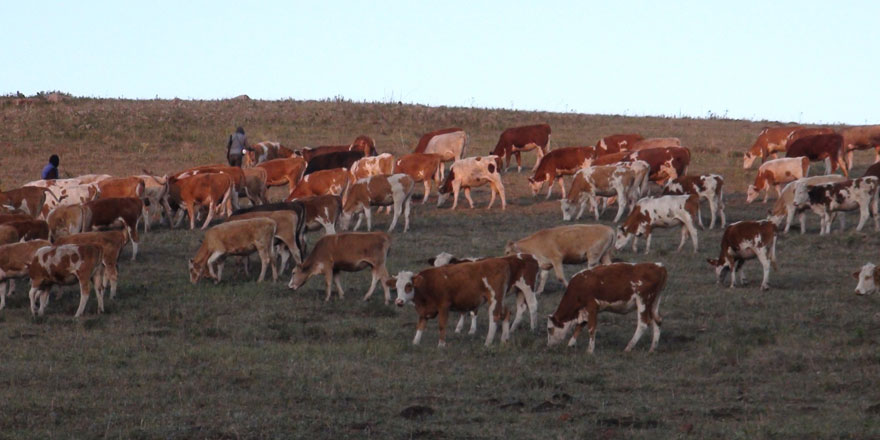 Kars hayvan pazarında son durum…!