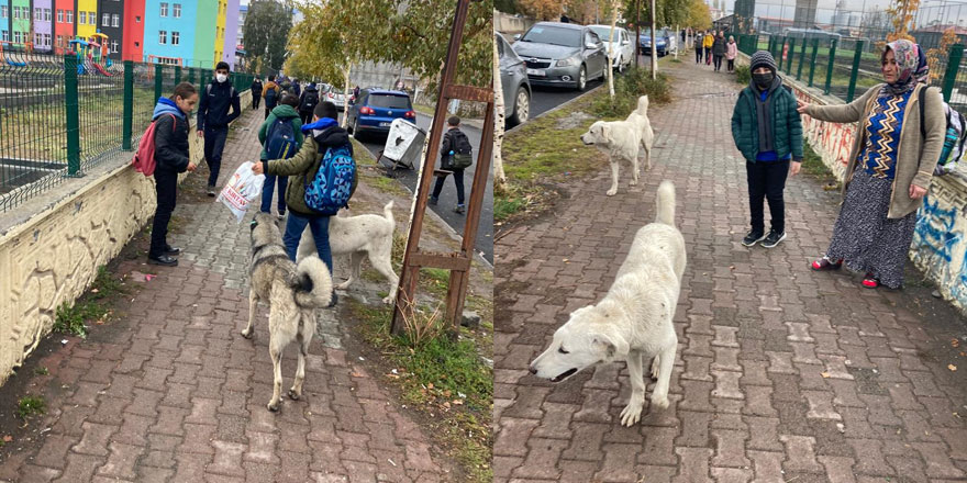 Kars’ta sokak köpekleri öğrencileri tedirgin ediyor