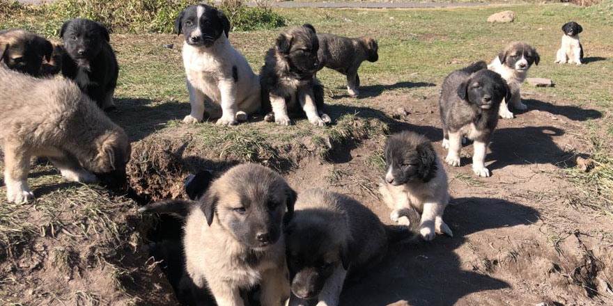 Kars’ta onlarca yavru köpek yola bırakıldı