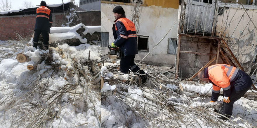 Kars’ta tehlike arz eden ağaçlar budanıyor