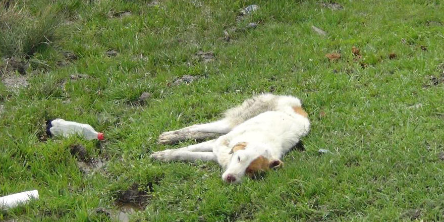 Kars’ta yaralı köpek ölüme terk edildi