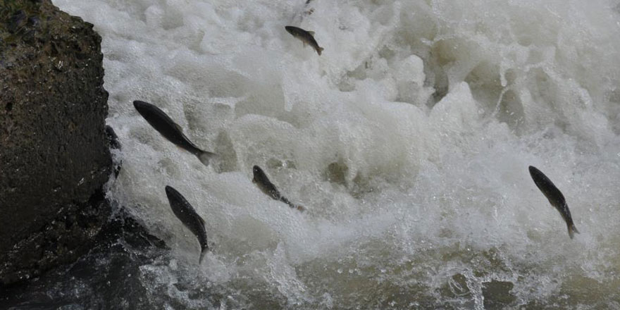 Kars’ta balıkların “ölüm göçü” başladı