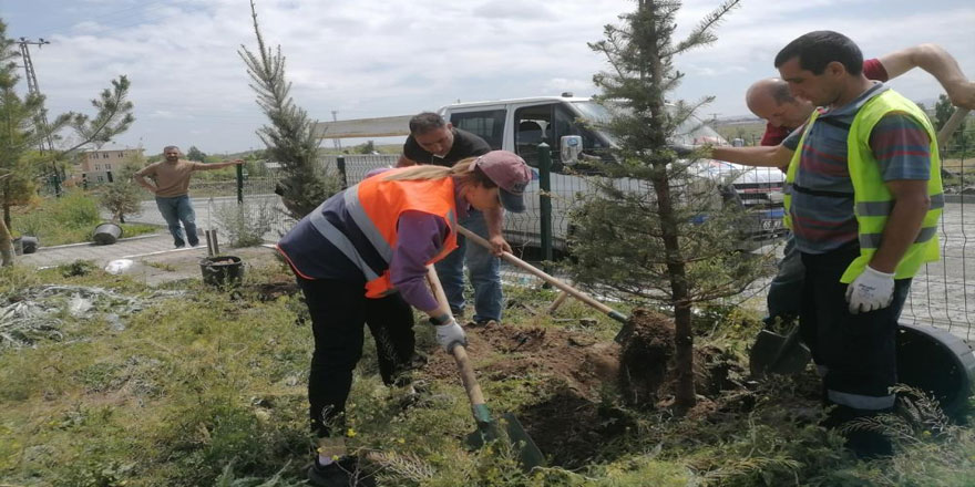 Kars’ta belediye park ve bahçelere fidan dikiyor