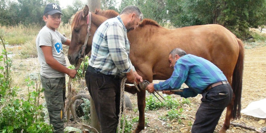 Kars’ta mazot fiyatları çiftçileri atlara yönlendiriyor