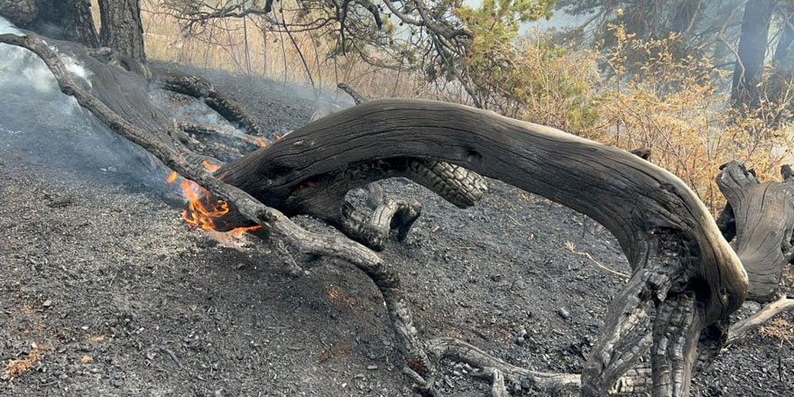 Sarıkamış’ta ormanlık alanda çıkan örtü yangını söndürüldü