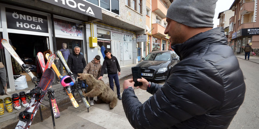 Bozayılar, Sarıkamış’ın sembolü oldu!