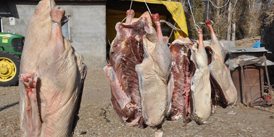 Kışın vazgeçilmez lezzeti kaz etinin sofralara yolculuğu başladı