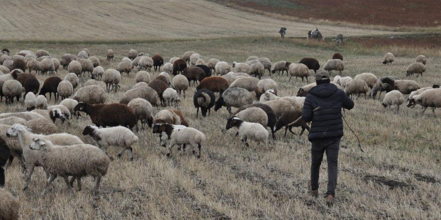 Kars’ta kar olmayınca hayvanlar meralara salındı