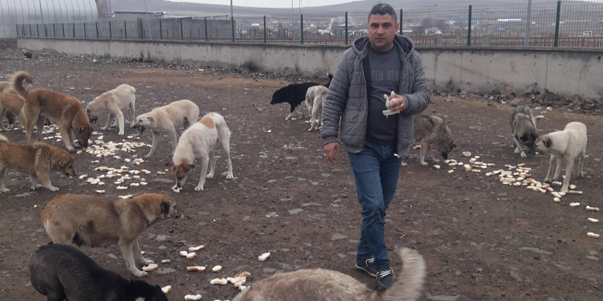 Duyarlı vatandaş sokak köpeklerine ekmek dağıttı