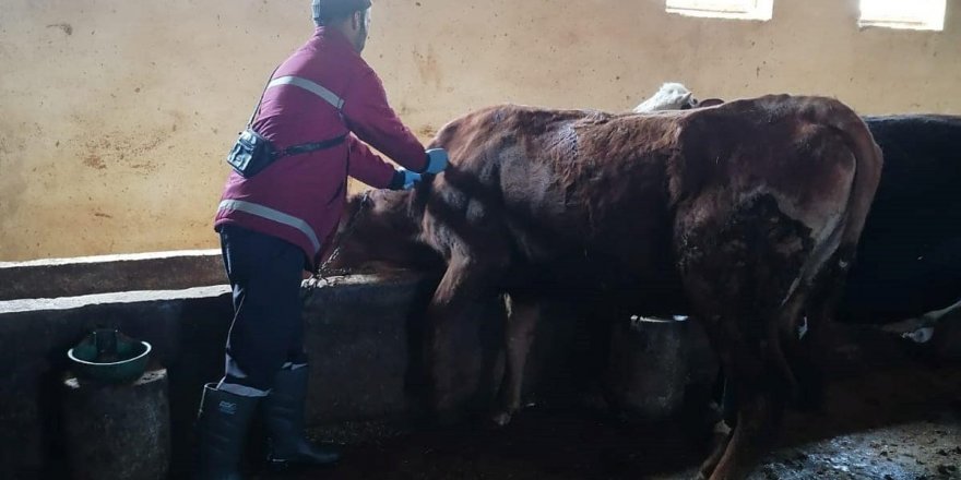Erzincan’da şap hastalığıyla mücadele sürüyor
